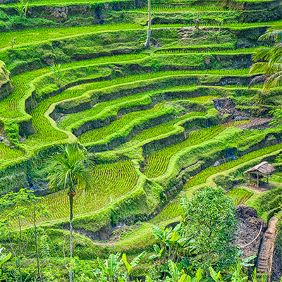 Ubud rizières