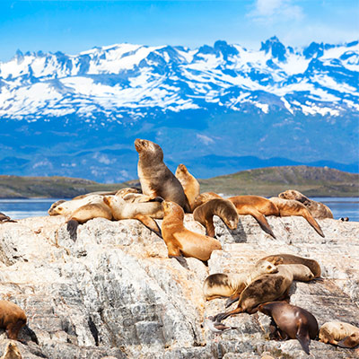 Otaries Ushuaia